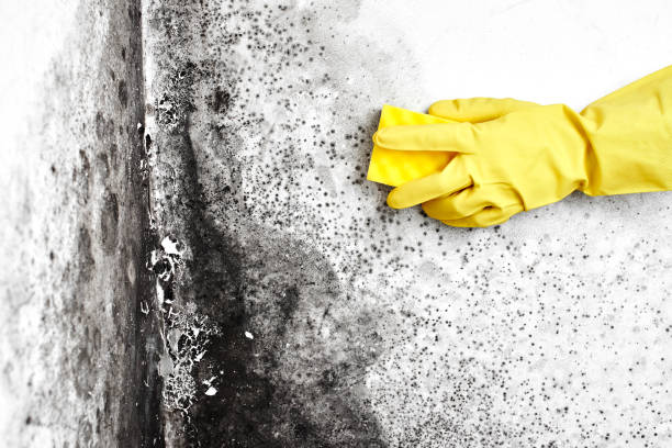 Best Emergency Mold Remediation in Ironwood, MI