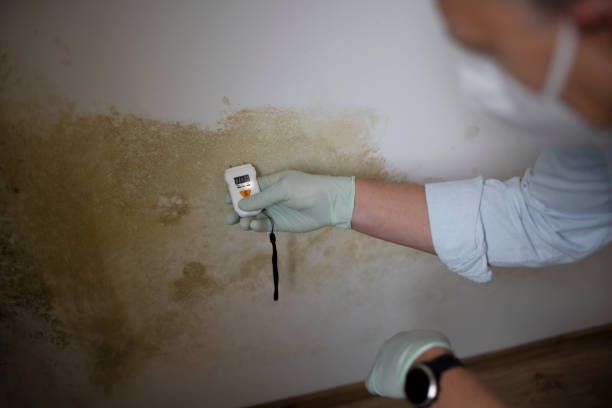 Best Residential Mold Remediation in Ironwood, MI