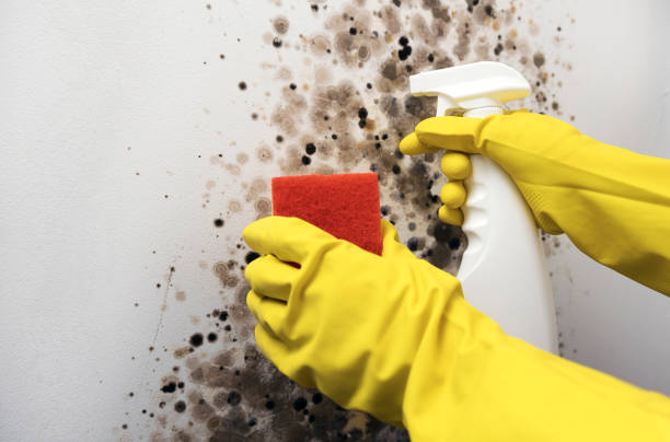 Best Emergency Mold Remediation in Ironwood, MI