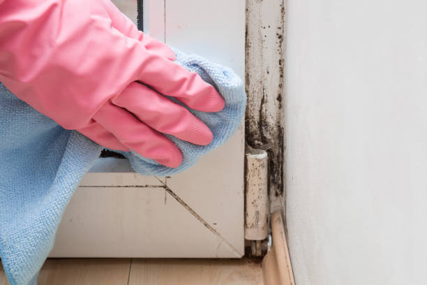 Best Bathroom Mold Remediation in Ironwood, MI