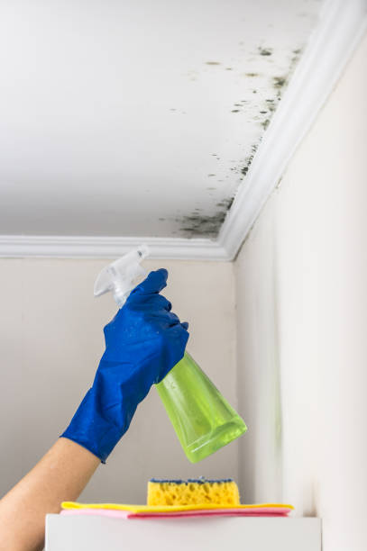 Best Industrial Mold Remediation in Ironwood, MI